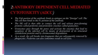 2)ANTIBODY DEPENDENT CELL MEDIATED
CYTOTOXICITY (ADCC)
 The Fab portion of the antibody binds to epitopes on the "foreign" cell. The
NK cell then binds to the Fc portion of the antibody.
 The NK cell is then able to contact the cell and release pore-forming
proteins called perforins and proteolytic enzymes called granzymes.
 Granzymes pass through the pores and activate the enzymes that lead to
apoptosis of the infected cell by means of destruction of its structural
cytoskeleton proteins and by chromosomal degradation.
 As a result, the cell breaks into fragments that are subsequently removed by
phagocytes. Perforins can also sometimes result in cell lysis.
 