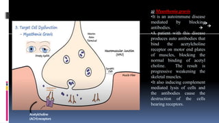 Acetylcholine
(ACH)receptors
2) Myasthenia gravis
•It is an autoimmune disease
mediated by blocking
antibodies.
•A patient with this disease
produces auto antibodies that
bind the acetylcholine
receptor on motor end plates
of muscles, blocking the
normal binding of acetyl
choline. The result is
progressive weakening the
skeletal muscles.
•It also inducing complement
mediated lysis of cells and
the antibodies cause the
destruction of the cells
bearing receptors.
 