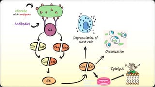 C9
C5-C8
Membrane
Attack
Complex (MAC)
 