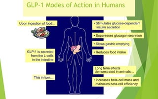 GLP-1 Modes of Action in Humans
GLP-1 is secreted
from the L-cells
in the intestine
This in turn…
• Stimulates glucose-dependent
insulin secretion
• Suppresses glucagon secretion
• Slows gastric emptying
Long term effects
demonstrated in animals…
• Increases beta-cell mass and
maintains beta-cell efficiency
• Reduces food intake
Upon ingestion of food…
 