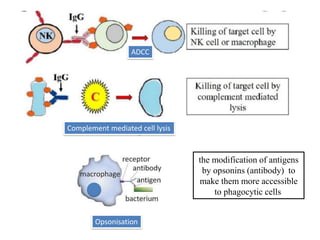 Opsonisation
ADCC
Complement mediated cell lysis
the modification of antigens
by opsonins (antibody) to
make them more accessible
to phagocytic cells
 
