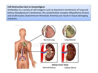 Cell Destruction due to Autoantigens
Antibodies to a variety of self antigens such as basement membranes of lung and
kidney (Goodpasture’s Syndrome), the acetylcholine receptor (Myasthenia Gravis)
and erythrocytes (Autoimmune Hemolytic Anemia) can result in tissue damaging
reactions.
 