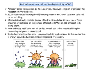 ➢ Antibody binds with antigen by its Fab portion. However Fc region of antibody has
receptor on cytotoxic cells.
➢ So, antibody cross link target cell (microorganism or RBC) with cytotoxic cells and
promote killing.
➢ Most cytotoxic cells contain storage of hydrolytic and digestive enzymes. These
enzymes are released on the surface of target cell (MOs or RBC or target cell),
killing them.
➢ Here antibody itself does not kill or destroy cell but rather mediate killing by
presenting antigen to cytotoxic cell.
➢ Similarly cytotoxic cell depends upon antibody to bind antigen. So this mechanism
is known as Antibody dependent cell mediated cytotoxicity.
Antibody dependent cell mediated cytotoxicity (ADCC)
 