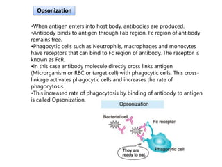 •When antigen enters into host body, antibodies are produced.
•Antibody binds to antigen through Fab region. Fc region of antibody
remains free.
•Phagocytic cells such as Neutrophils, macrophages and monocytes
have receptors that can bind to Fc region of antibody. The receptor is
known as FcR.
•In this case antibody molecule directly cross links antigen
(Microrganism or RBC or target cell) with phagocytic cells. This cross-
linkage activates phagocytic cells and increases the rate of
phagocytosis.
•This increased rate of phagocytosis by binding of antibody to antigen
is called Opsonization.
Opsonization
 