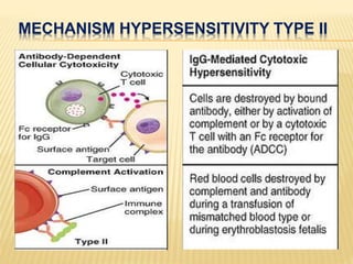 MECHANISM HYPERSENSITIVITY TYPE II
 