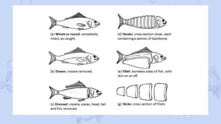 Redfish Classification Type of Fish, classification (BIT 1-31 B).pptx