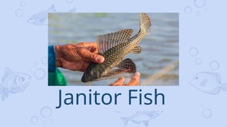 Type of Fish, classification (BIT 1-31 B).pptx