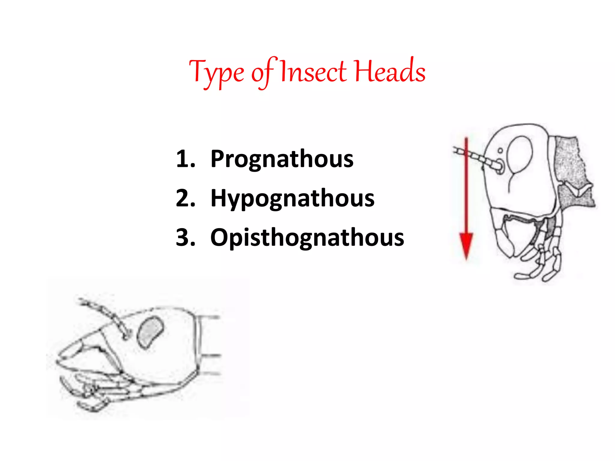 Type of Insect head | PPTX