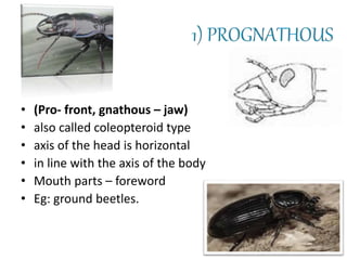 • (Pro- front, gnathous – jaw)
• also called coleopteroid type
• axis of the head is horizontal
• in line with the axis of the body
• Mouth parts – foreword
• Eg: ground beetles.
 