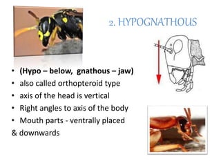 2. HYPOGNATHOUS
• (Hypo – below, gnathous – jaw)
• also called orthopteroid type
• axis of the head is vertical
• Right angles to axis of the body
• Mouth parts - ventrally placed
& downwards
 