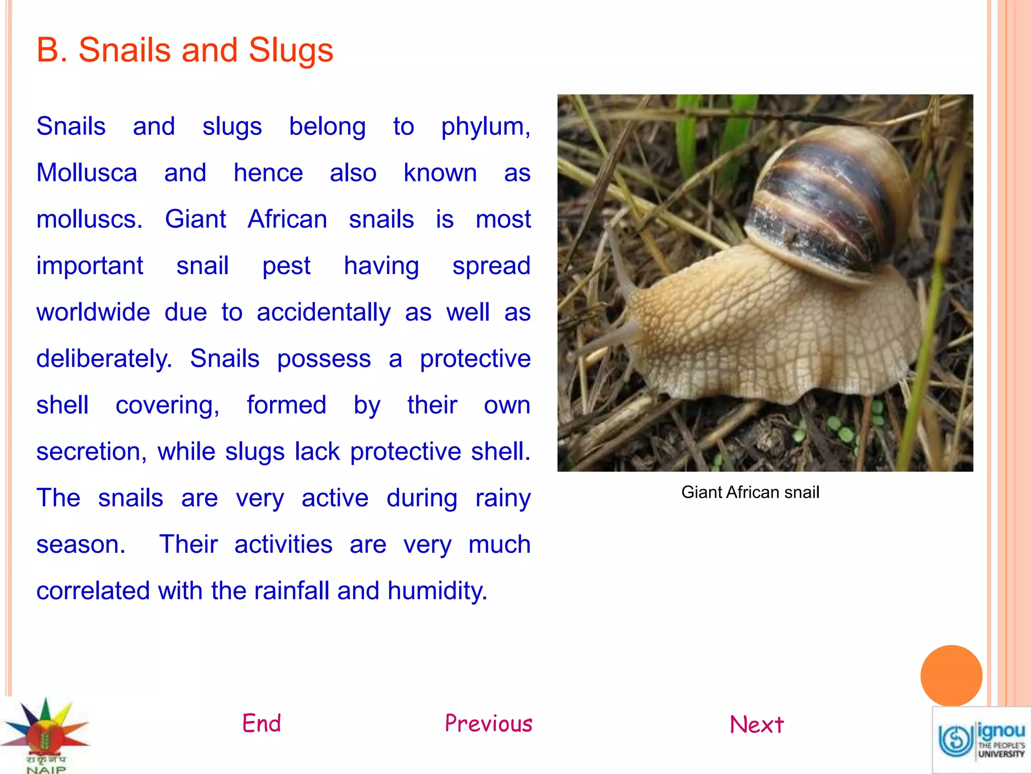 Type of pests | PPSX