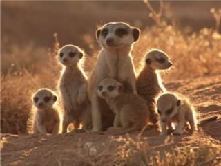 Type of terrestrial ecosystem