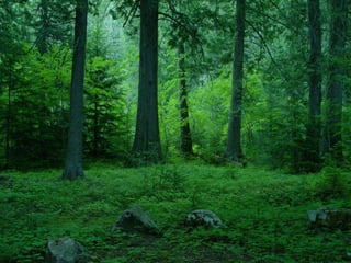 Type of terrestrial ecosystem