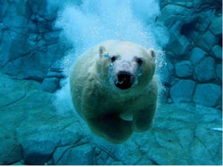 THE ARCTIC
REGION

It s very cold in the Arctic region and it
usually snows.

 