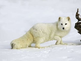 THE ARCTIC
THE ARCTIC
REGION
REGION

It s very cold in the Arctic region and it
usually snows.
The Arctic region is a habitat for animals , such as the Arctic fox and
polar bears.

 