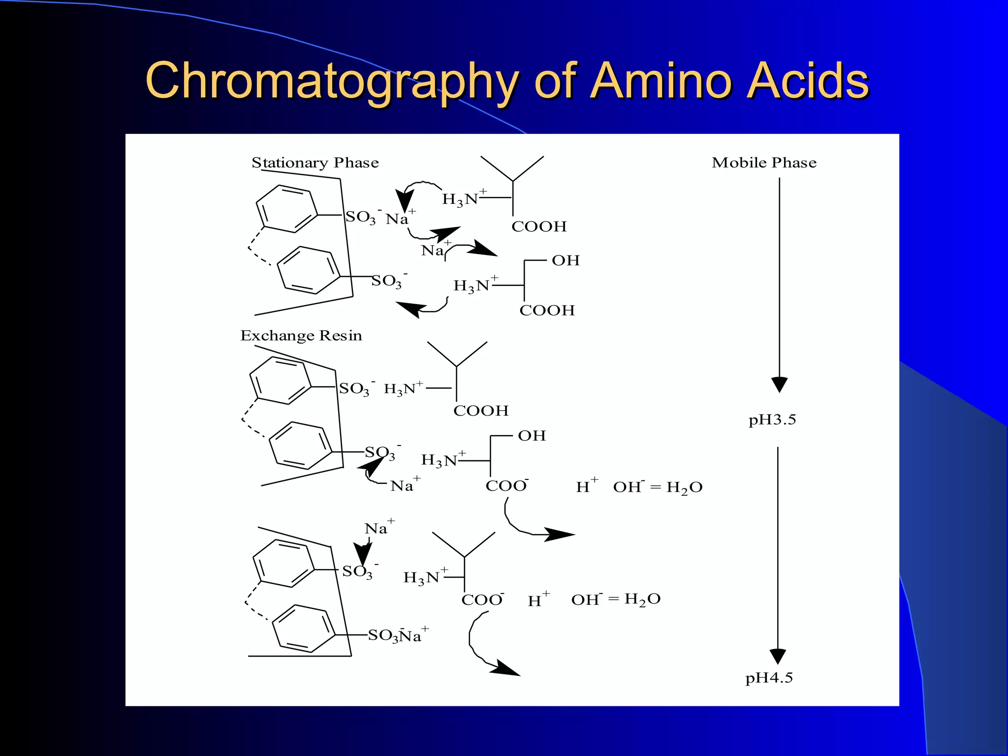 Chromatography of Amino Acids
    Stationary Phase                                                                           Mobile Phase
                                                    +
                                            H3N
                        -
               SO3 Na+
                                                                COOH
                                            +
                                        Na
                                                                         OH
                                    -                   +
                    SO3                         H3 N
                                                                COOH
   Exchange Resin

                    -
              SO3 H3N+
                                                COOH
                                                                                                   pH3.5
                                                                OH
                                -
                    SO3                         +
                                        H3 N
                                        +                       -             +      -
                            Na                      COO                   H       OH = H 2 O

                            +
                    Na

                     -
               SO3                  H3 N
                                            +
                                                            -        +        -
                                                COO              H        OH = H 2 O
                                -
                    SO3Na+

                                                                                                  pH4.5
 