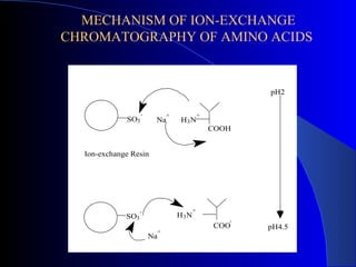 MECHANISM OF ION-EXCHANGE
CHROMATOGRAPHY OF AMINO ACIDS


                                                         pH2

                   -            +             +
             SO3        Na          H3N
                                                  COOH


  Ion-exchange Resin




                   -                      +
             SO3                    H3N
                                                     -
                                                  COO    pH4.5
                            +
                       Na
 