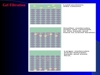 Gel Filtration
 