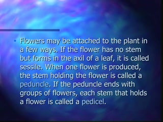 Flowers may be attached to the plant in a few ways. If the flower has no stem but forms in the axil of a leaf, it is called sessile. When one flower is produced, the stem holding the flower is called a  peduncle . If the peduncle ends with groups of flowers, each stem that holds a flower is called a  pedicel .  