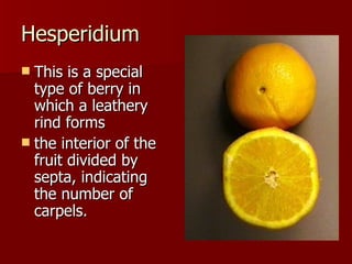 Types Of Fruits | PPT