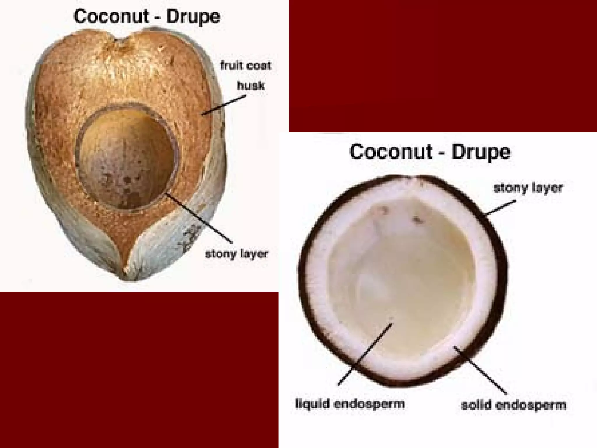 Types Of Fruits | PPT