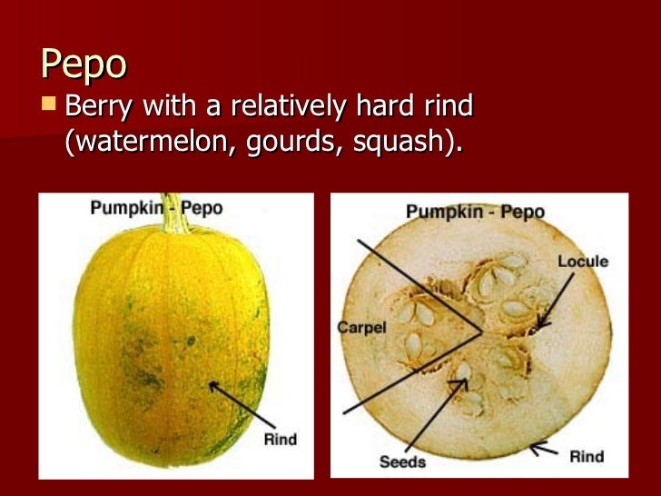 Types Of Fruits