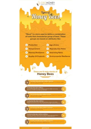 Types of Honey Bee - GeoHoney