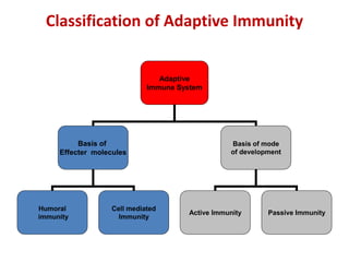 Classification of Adaptive Immunity
Adaptive
Immune System
Basis of
Effecter molecules
Basis of mode
of development
Humoral
immunity
Cell mediated
Immunity
Active Immunity Passive Immunity
 