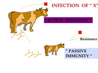 INFECTION OF “ X”
MILK
(COLOSTRUM)
“ACTIVE IMMUNITY ”
“ PASSIVE
IMMUNITY “
MOTHER
NEWBORN
ANTIBODIES TO “X”
ARE PRODUCED Resistance
 