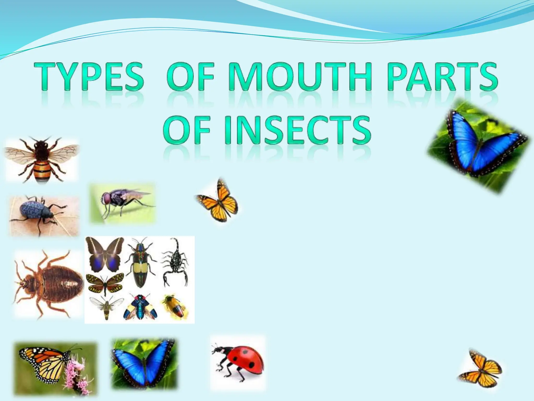 TYPESOFMOUTHPARTSOFINSECTzoology.pptx
