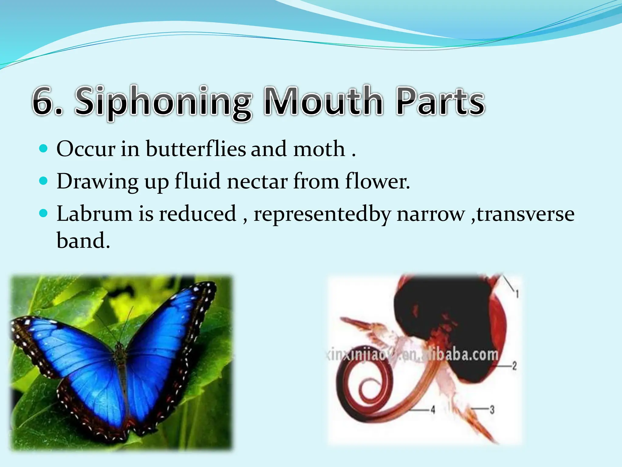 TYPES-OF-MOUTHPARTS-OF-INSECTzoology.pptx