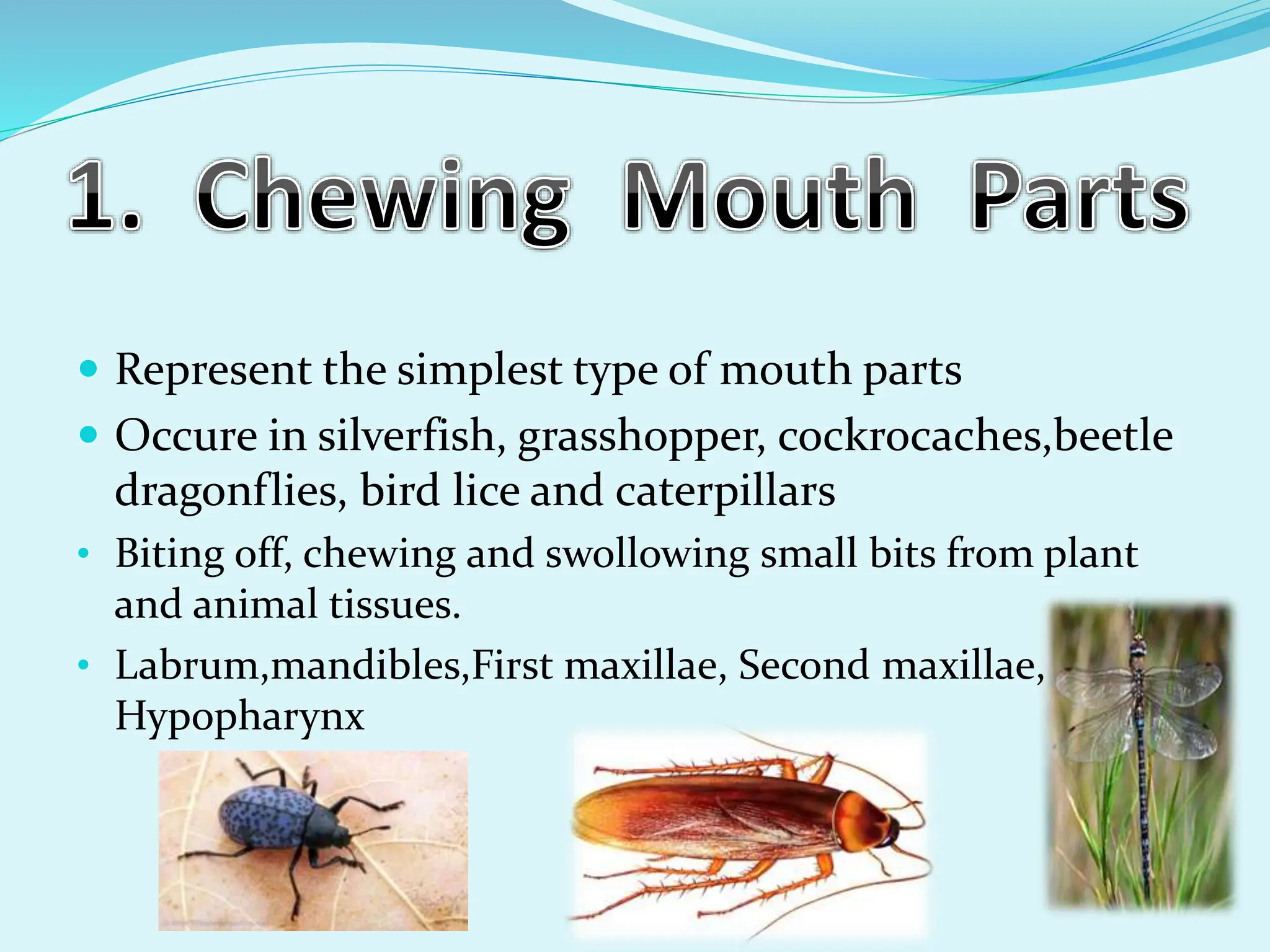 TYPES-OF-MOUTHPARTS-OF-INSECTzoology.pptx