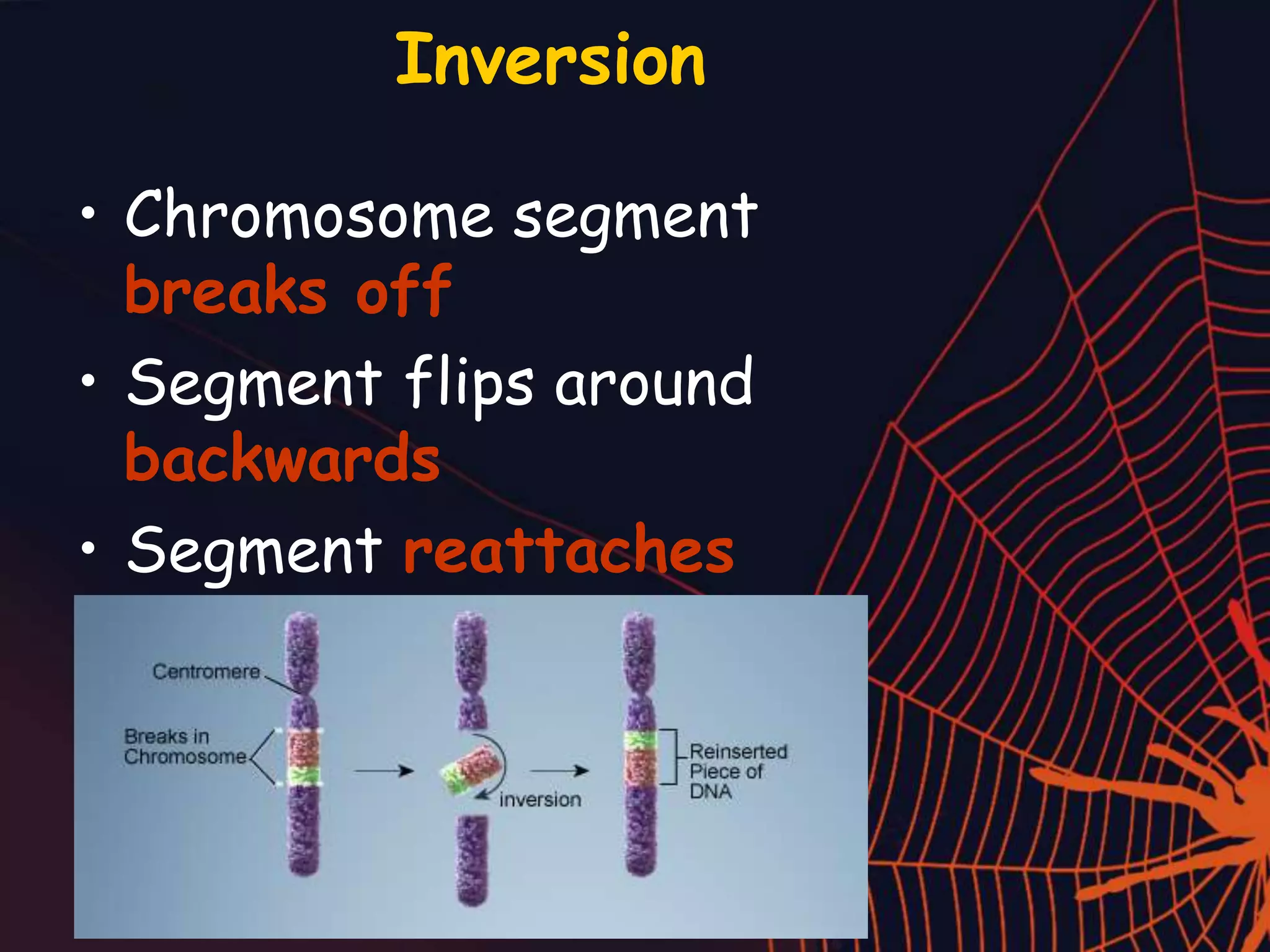 Inversion
• Chromosome segment
breaks off
• Segment flips around
backwards
• Segment reattaches
 