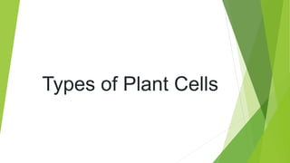 Types of Plant Cells
 