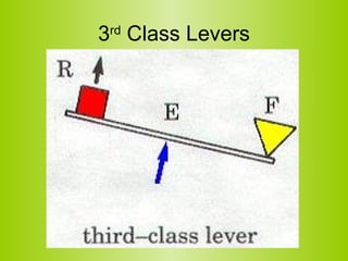 3 rd  Class Levers 