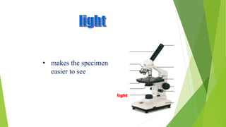 light
• makes the specimen
easier to see
 