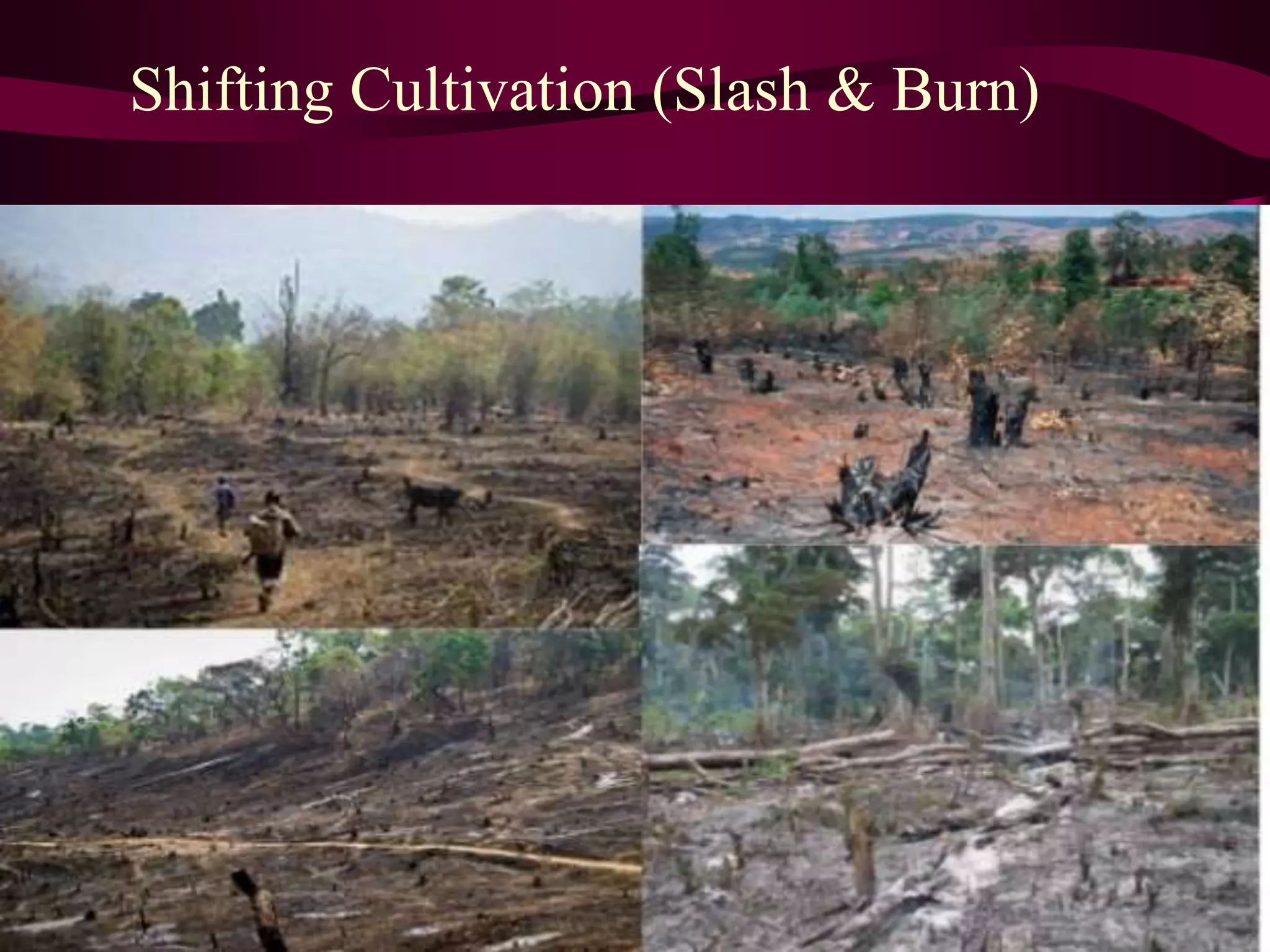 Shifting Cultivation (Slash & Burn)
 