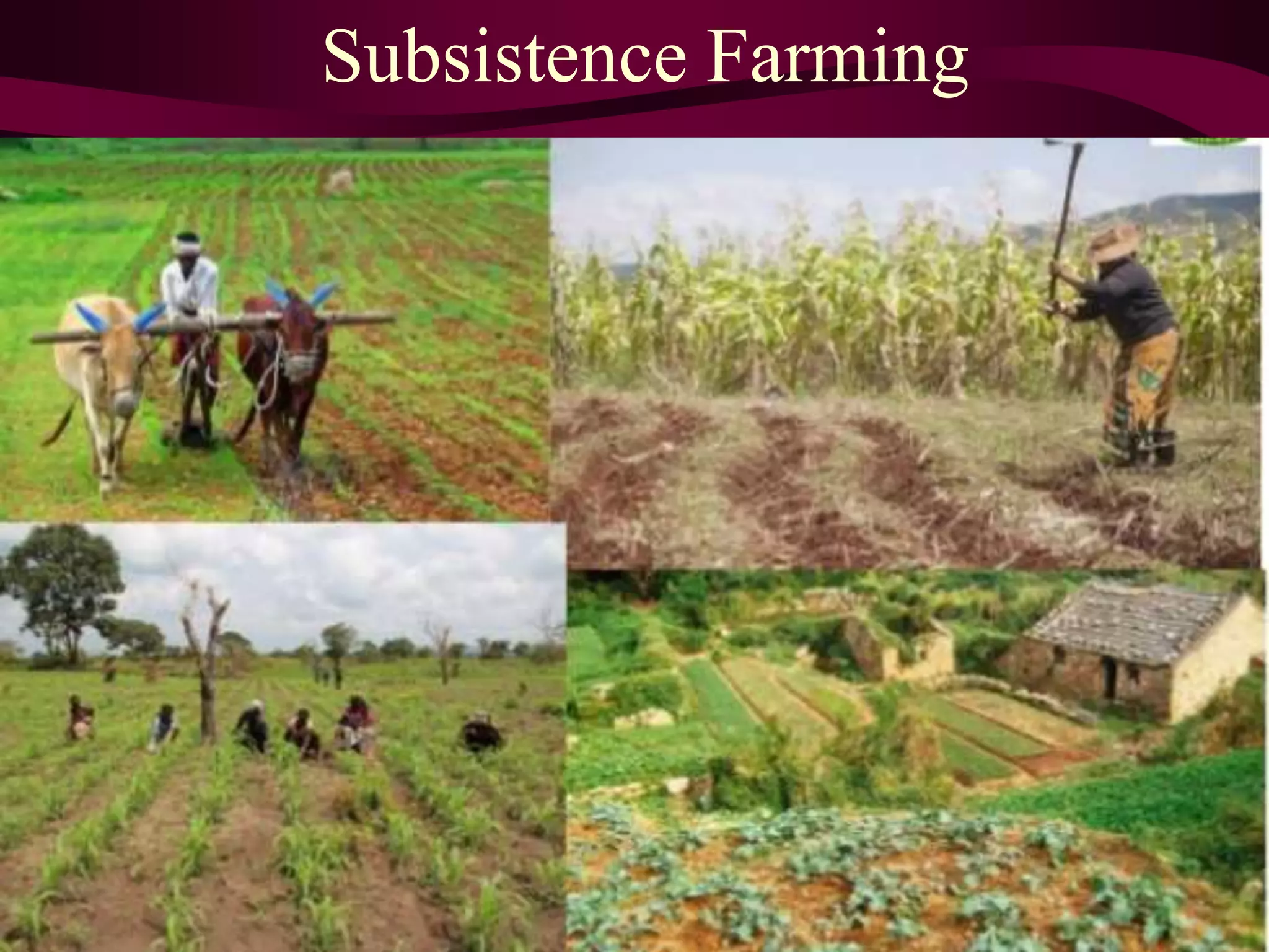 Subsistence Farming
 