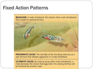Fixed Action Pattern Behavior Types Animal Behavior.pptx
