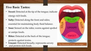 Types Flavors and Flavors compounds (TFVP).pptx