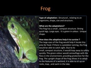 Frog
Type of adaptation : Structural , relating to an
organisms, shape, size and structure.

What are the adaptations?
The frog has a small , compact structure. Strong
quick legs. Large eyes. It is green in colour. Unique
shape.

How does the adaptions help it to survive ?
The large eyes of the frog would help it locate tiny
prey for food. If there is a predator coming, the frog
would be able to catch sight. Due to its
small, compact structure, it would leap away to safety
quickly. The green colour would camouflage with the
flora in the environment, providing protection for the
frog. The upright shape of the frog allows it to adapt
to the features of a wetland, it is able to sit up on
rocks, leap , and swim in the lake.
 