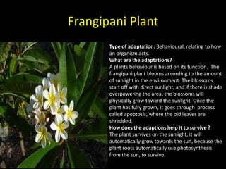 Frangipani Plant
       Type of adaptation: Behavioural, relating to how
       an organism acts.
       What are the adaptations?
       A plants behaviour is based on its function. The
       frangipani plant blooms according to the amount
       of sunlight in the environment. The blossoms
       start off with direct sunlight, and if there is shade
       overpowering the area, the blossoms will
       physically grow toward the sunlight. Once the
       plant has fully grown, it goes through process
       called apoptosis, where the old leaves are
       shredded.
       How does the adaptions help it to survive ?
       The plant survives on the sunlight, it will
       automatically grow towards the sun, because the
       plant roots automatically use photosynthesis
       from the sun, to survive.
 