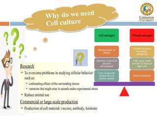 Types of animal cell culture, characterization and preservation