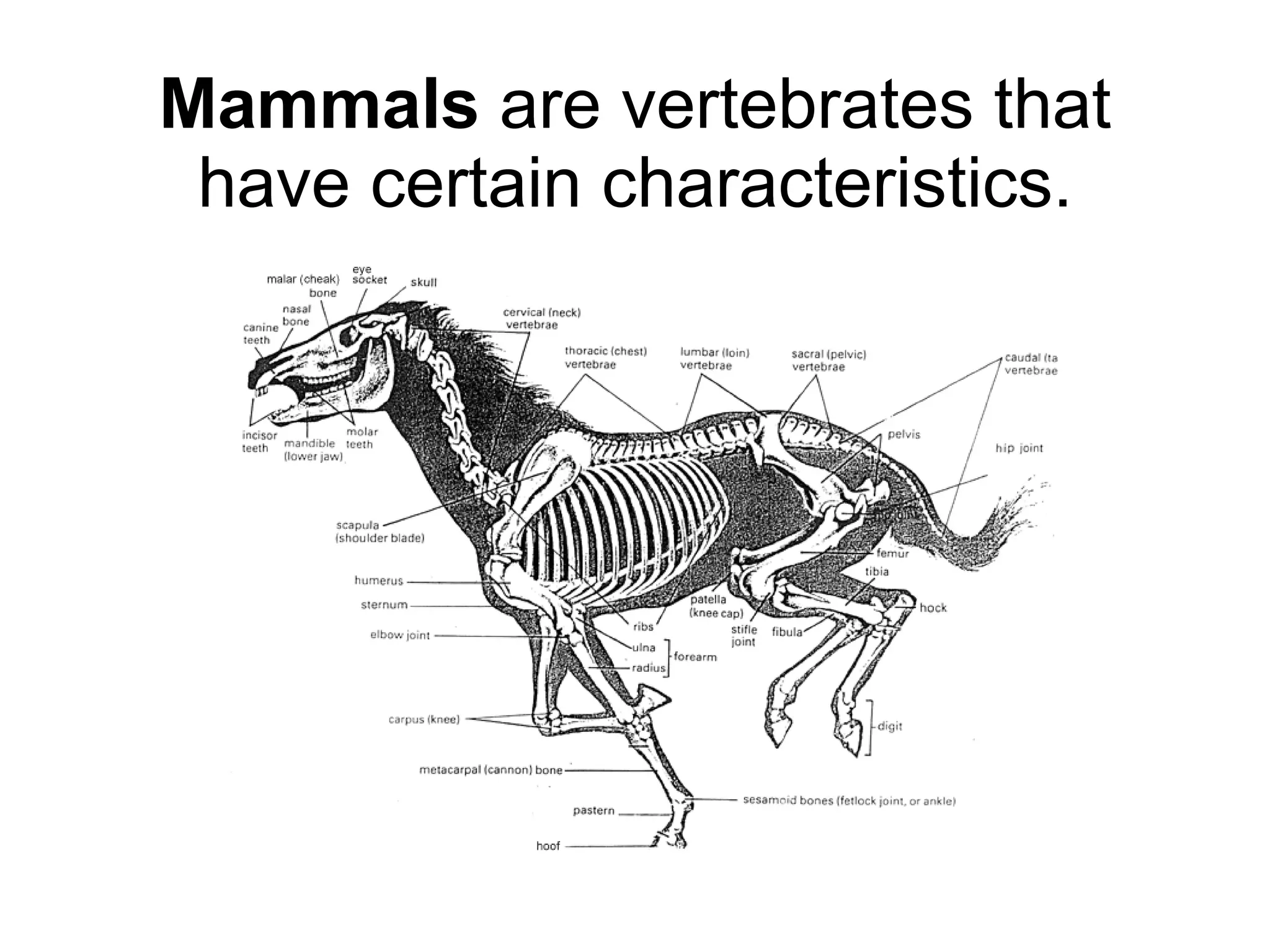 Mammals  are vertebrates that have certain characteristics. 