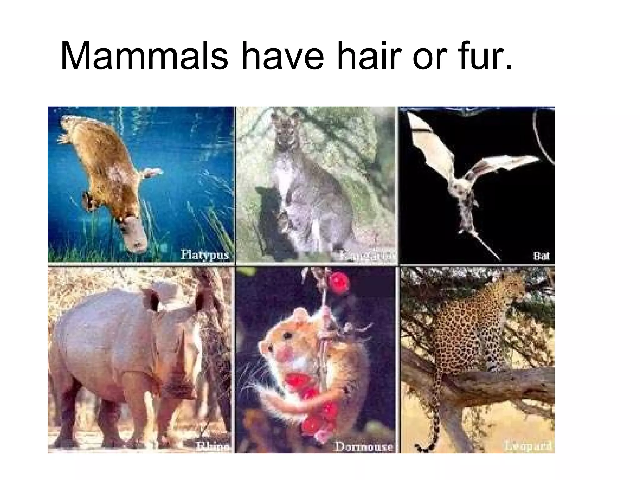 Mammals have hair or fur. 