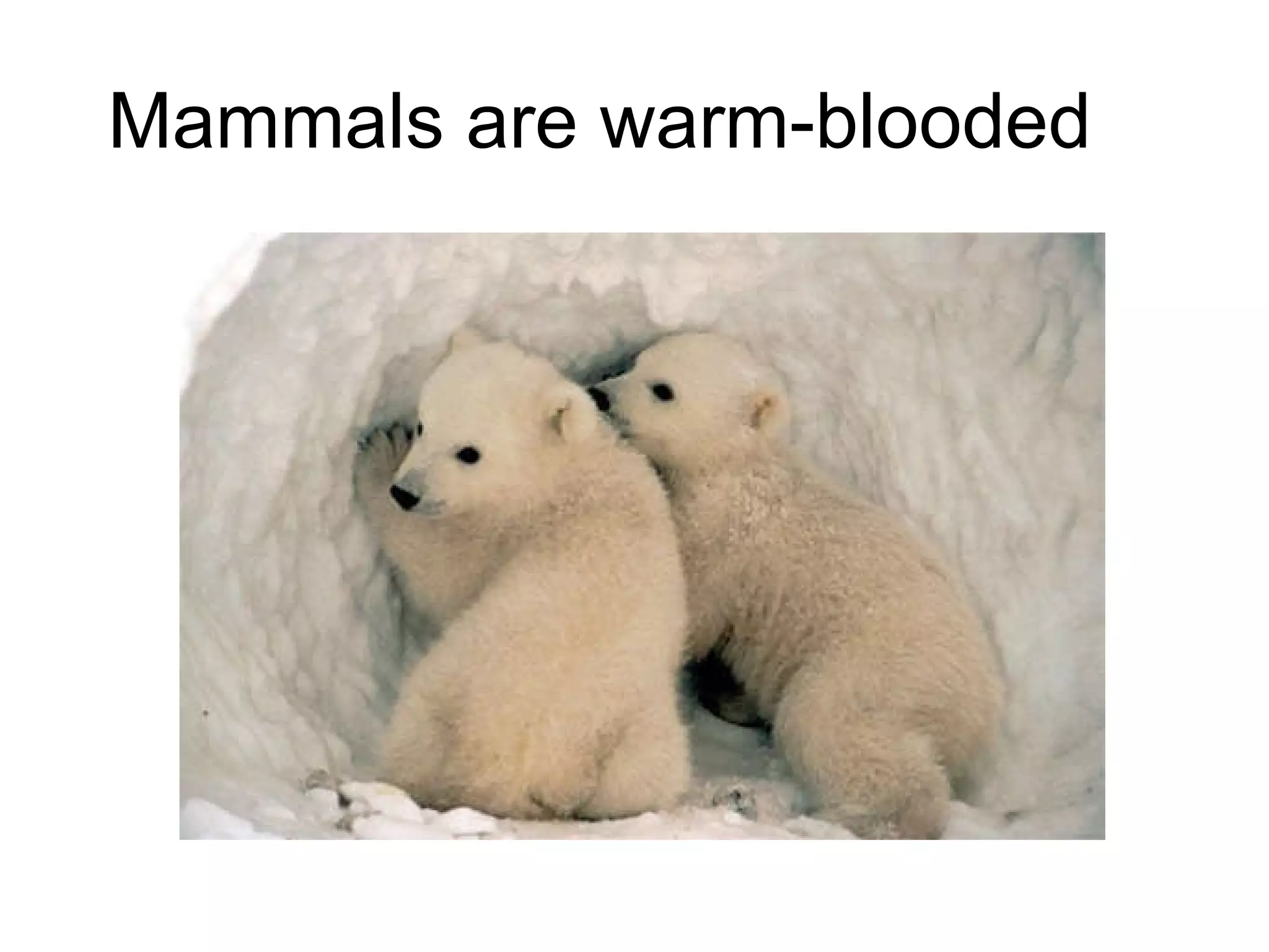 Mammals are warm-blooded   