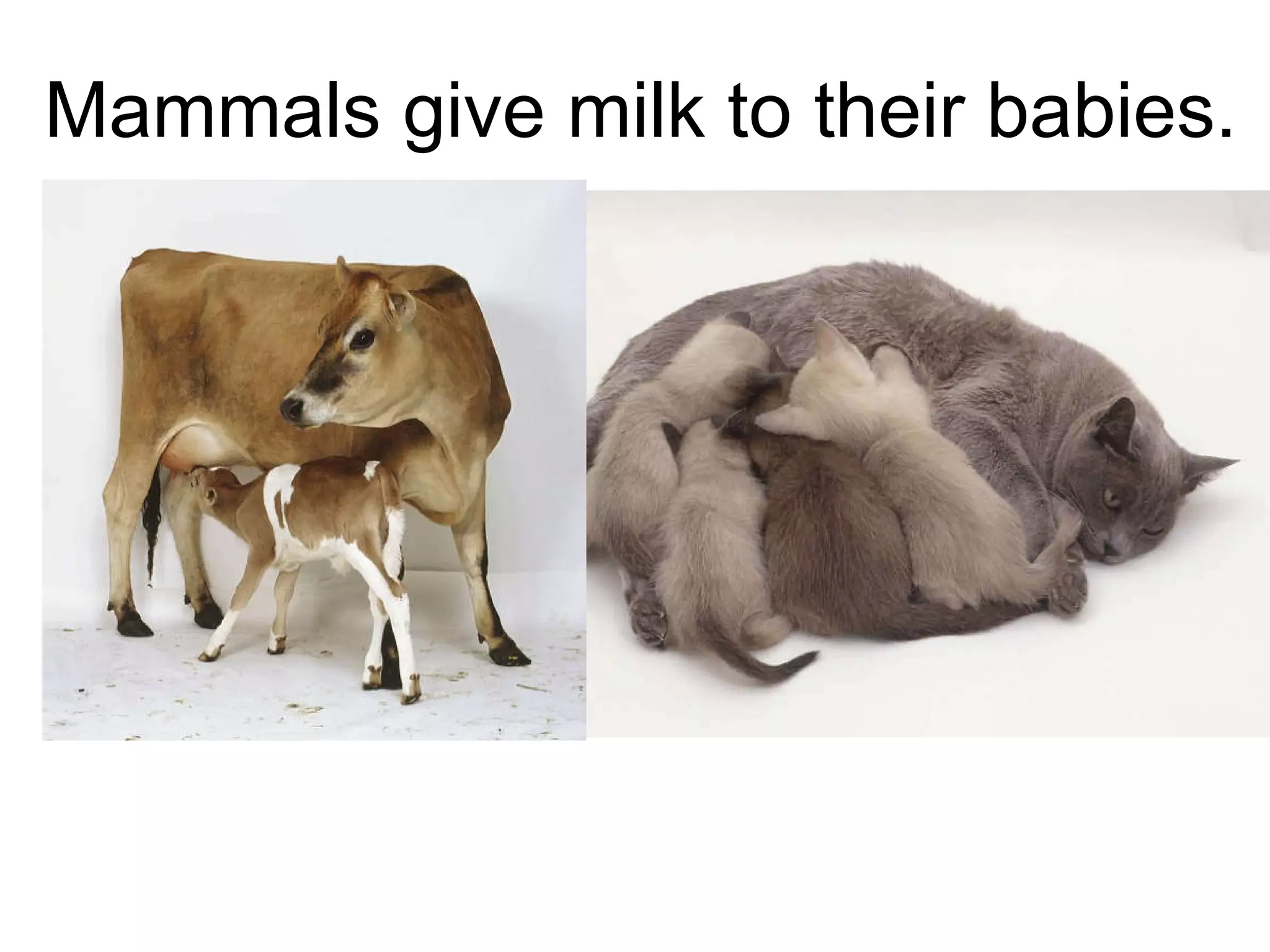 Mammals give milk to their babies. 