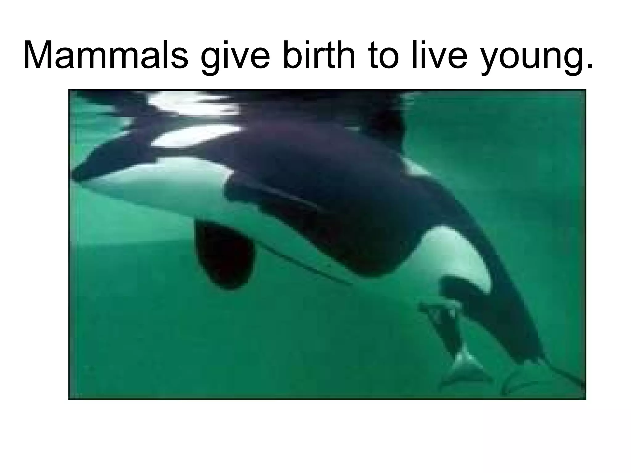 Mammals give birth to live young. 