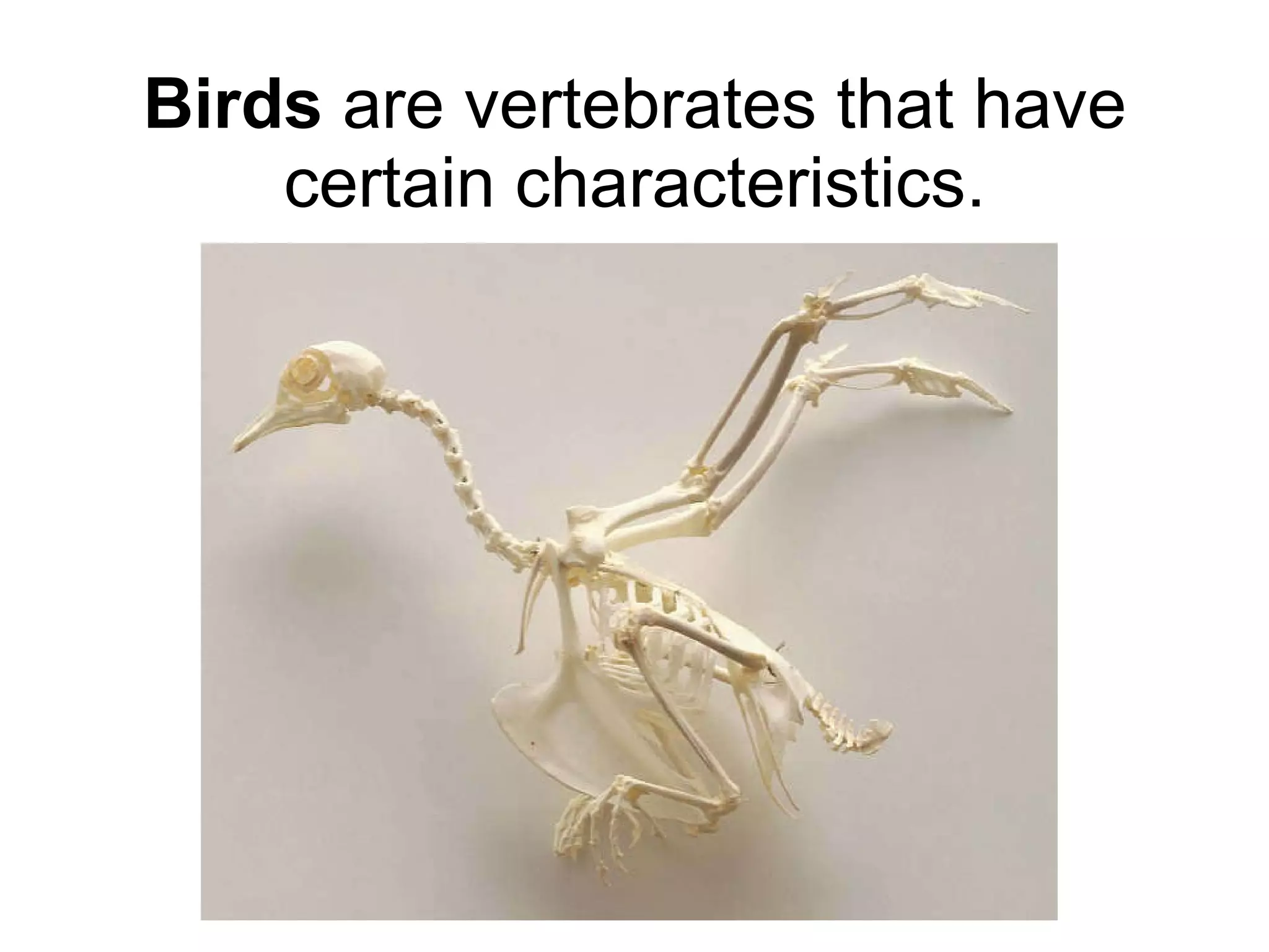 Birds  are vertebrates that have certain characteristics. 