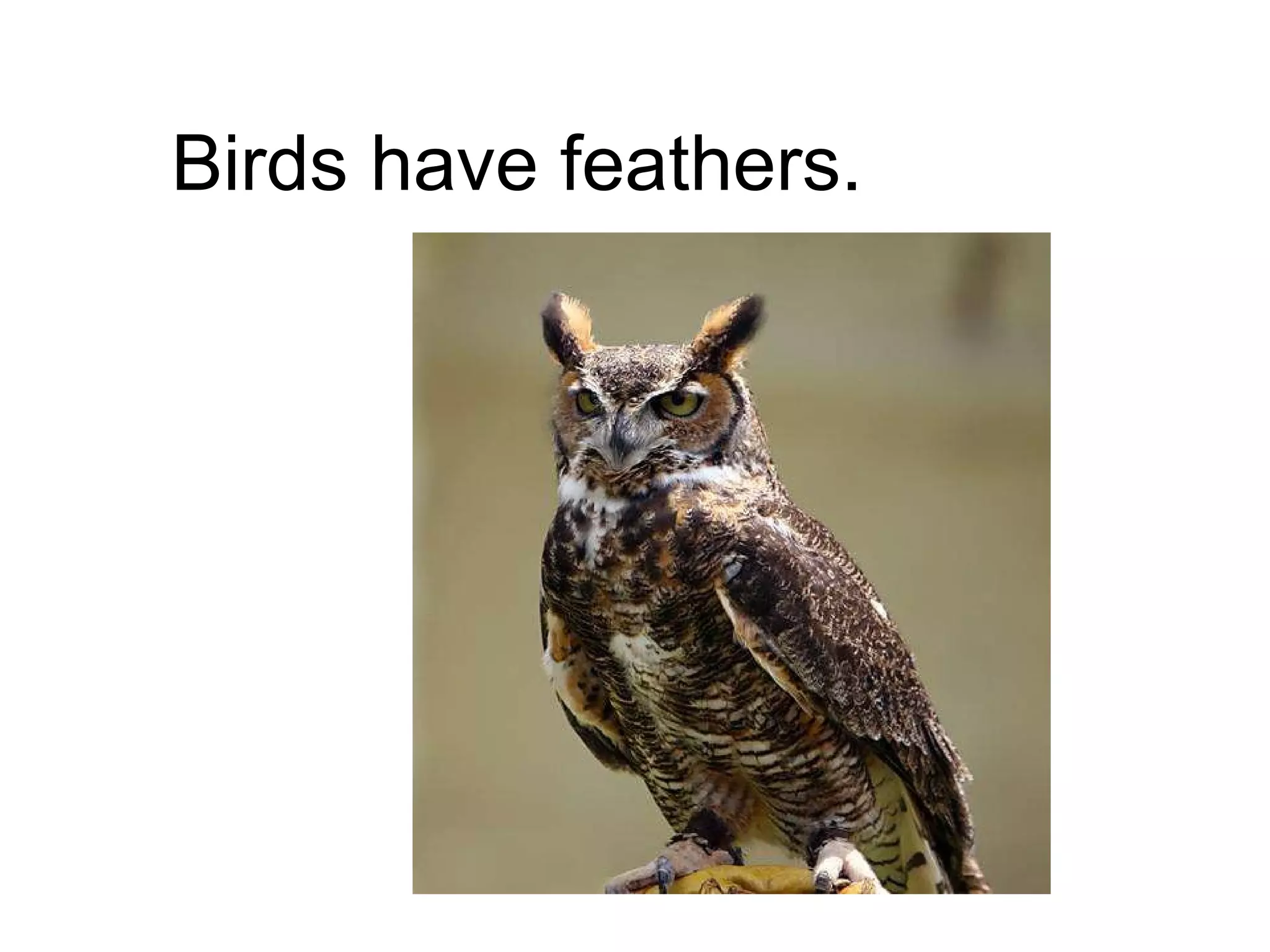 Birds have feathers. 
